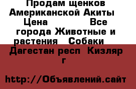 Продам щенков Американской Акиты › Цена ­ 25 000 - Все города Животные и растения » Собаки   . Дагестан респ.,Кизляр г.